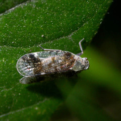 Cixius cunicularius