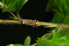 Aulacizes conspersa