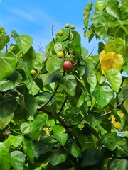 Hernandia nymphaeifolia