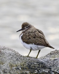 Actitis hypoleucos