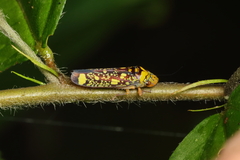 Aulacizes conspersa