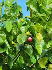 Hernandia nymphaeifolia