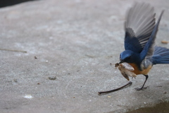 Cyornis tickelliae