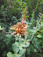 Puccinia magellanica