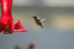 Archilochus colubris