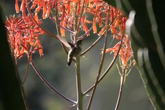 Archilochus colubris