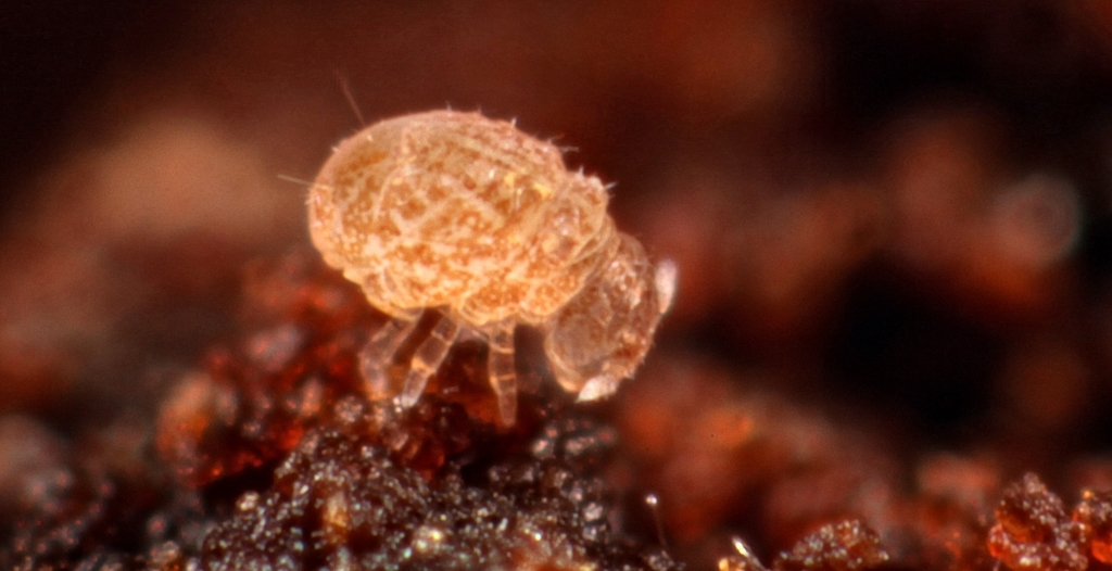 Megalothorax minimus