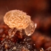 Neelidae - Photo (c) Andy Murray,  זכויות יוצרים חלקיות (CC BY-SA)