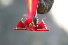 Archilochus colubris