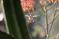 Archilochus colubris