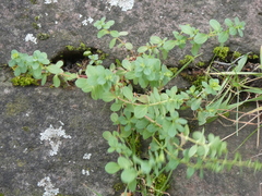 Hypericum perforatum