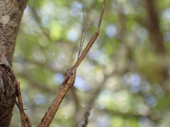 Argosarchus horridus