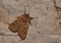 Amphipyra effusa