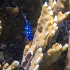 Microspathodon chrysurus