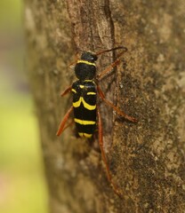 Clytus arietis