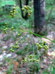Physospermum cornubiense