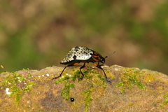 Cypherotylus adrianae