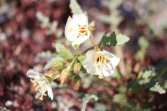 Chylismia claviformis