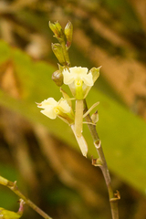 Epidendrum