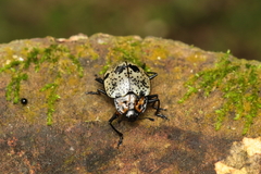 Cypherotylus adrianae