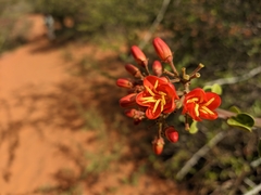 Jatropha mutabilis