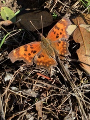 Polygonia faunus