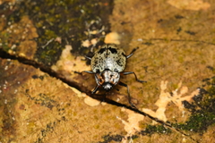 Cypherotylus adrianae