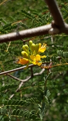 Libidibia paraguariensis