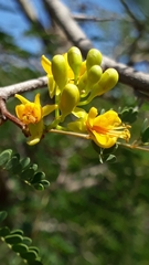 Libidibia paraguariensis