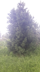 Pinus sibirica