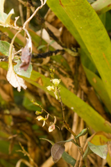 Epidendrum