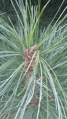 Pinus sibirica