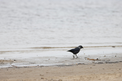 Corvus monedula