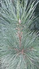 Pinus sibirica