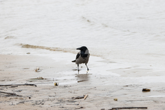 Corvus cornix