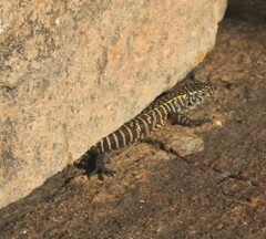 Matobosaurus validus