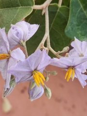 Solanum paniculatum