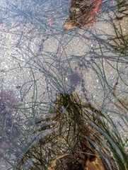 Ophioderma panamense