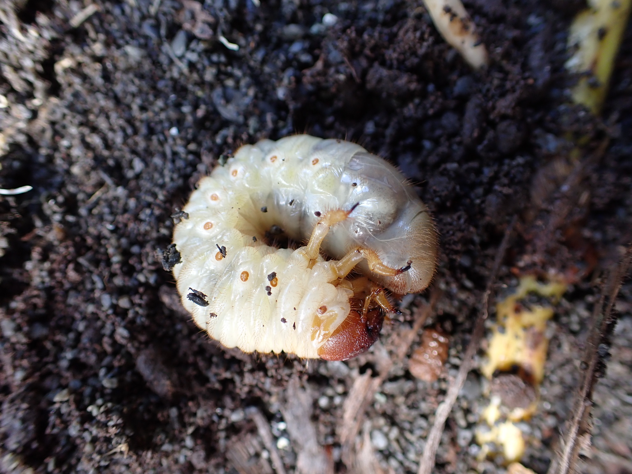 Large Sand Scarab (Pericoptus truncatus) · iNaturalist