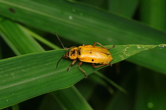 Chauliognathus flavipes
