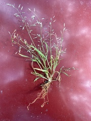 Poa annua