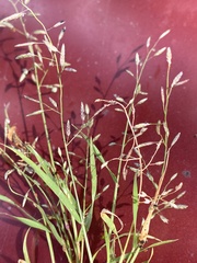 Poa annua