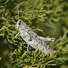 Schistocerca rubiginosa