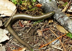 Chalcides striatus
