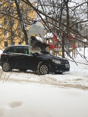 Columba livia domestica