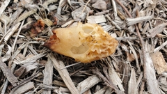 Morchella rufobrunnea