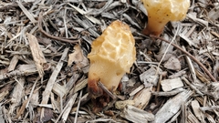 Morchella rufobrunnea