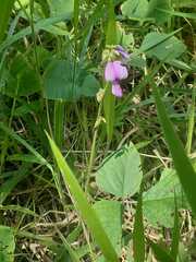 Neustanthus phaseoloides