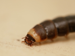 Zarhipis integripennis