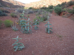 Asclepias erosa